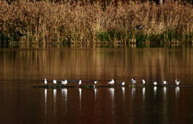 tucklesholme1
