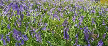 Bluebells in a field with tress in the background.