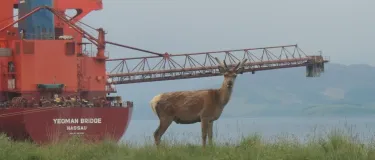 A deer at Glensanda Quarry un Western Scotland with the Yeoman Bridge ship in the background