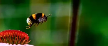 A close up image of a bee hovering near a colourful flower