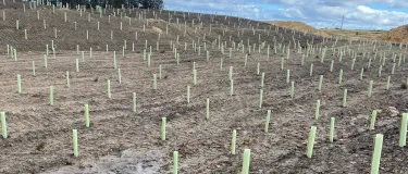 Trees being planted as part of the ongoing Muldron Quarry restoration which is taking place alongside active quarry operations.