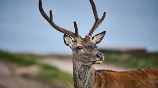 One of the herd of deer that romad Holcim's Glensanda Quarry in Western Scotland