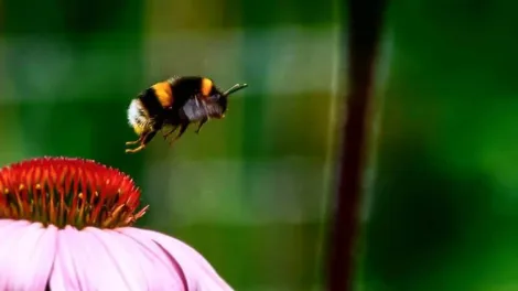 A close up image of a bee hovering near a colourful flower
