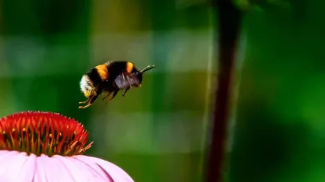A close up image of a bee hovering near a colourful flower