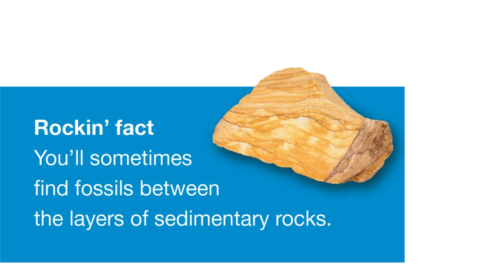 Sedimentary rock with the text "You'll sometimes find fossils between the layers of sedimentary rocks."