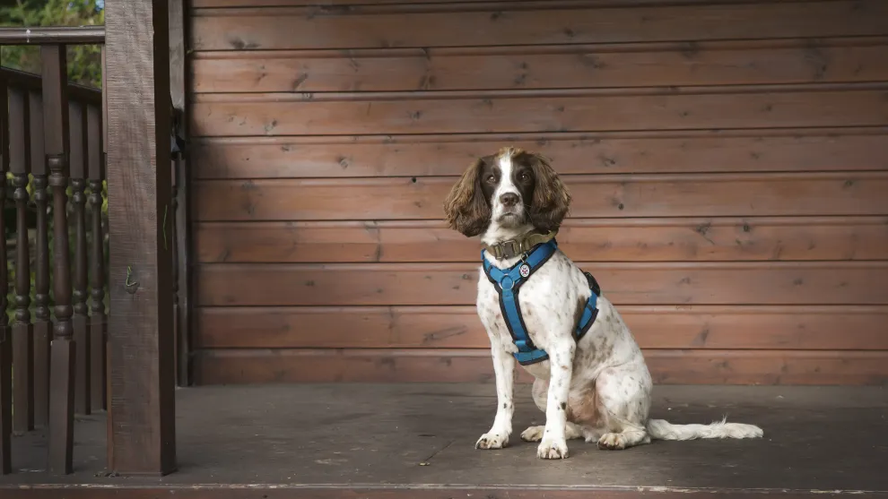 PTSD assistance dog Buzz