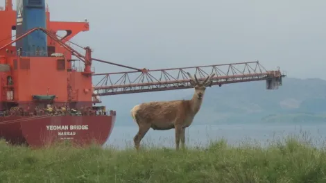 Deer on a field at Glensanda Plant 