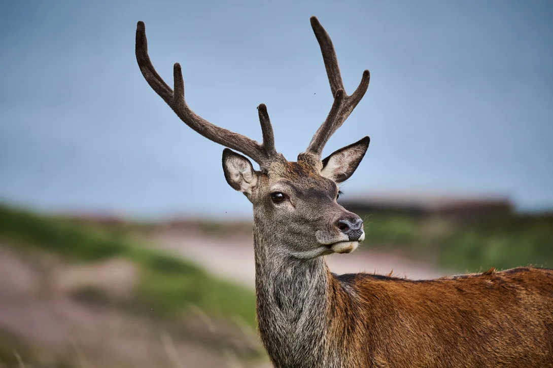 One of the herd of deer that romad Holcim's Glensanda Quarry in Western Scotland