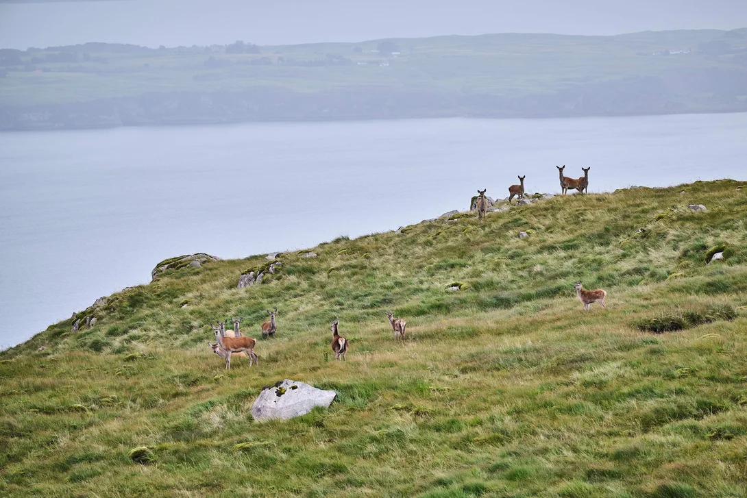 Part of the herd of deer at Holcim UK's Glensanda Quarry in Western Scotland