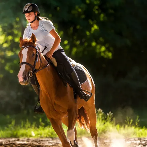 Horse and rider galloping through a forrest