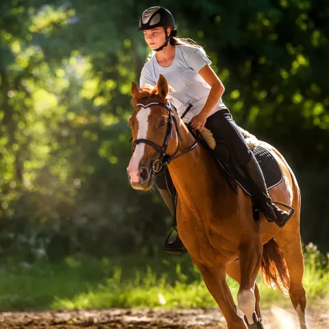 Horse and rider galloping through a forrest